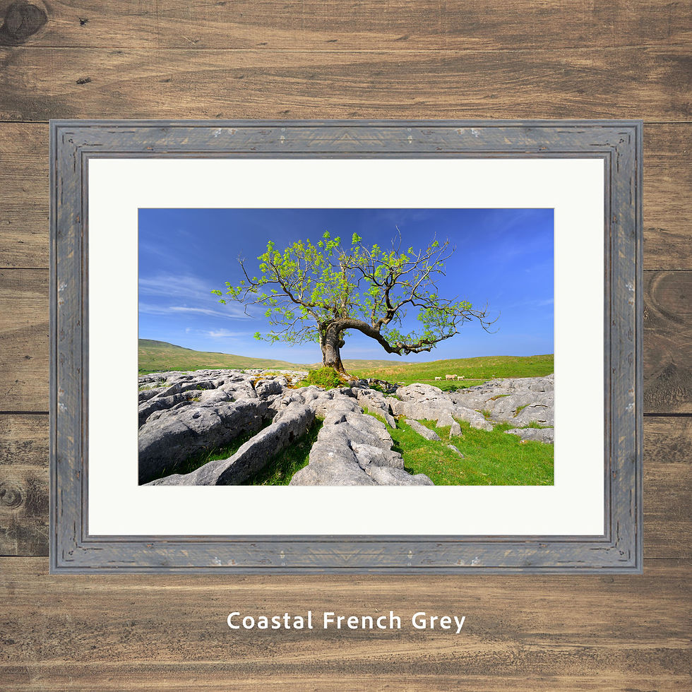 Thumbnail: Vibrant green colours of leaves on a lone windswept ash tree on a pleasant spring afternoon in the Yorkshire Dales, UK.