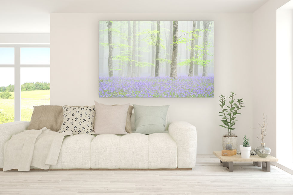 Thumbnail: Photography canvas prints of a misty bluebell woodland on a fresh spring morning in Dorset, UK.