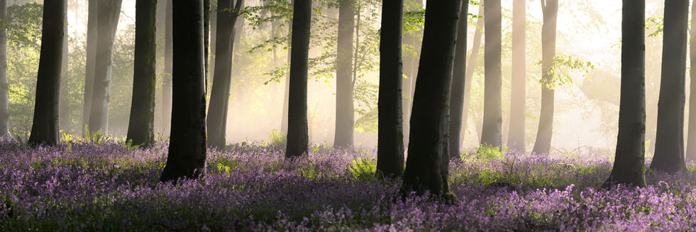 Panoramic view of beautiful carpet of bluebells in a misty Dorset woodland with golden light breaking through tall Beech trees.