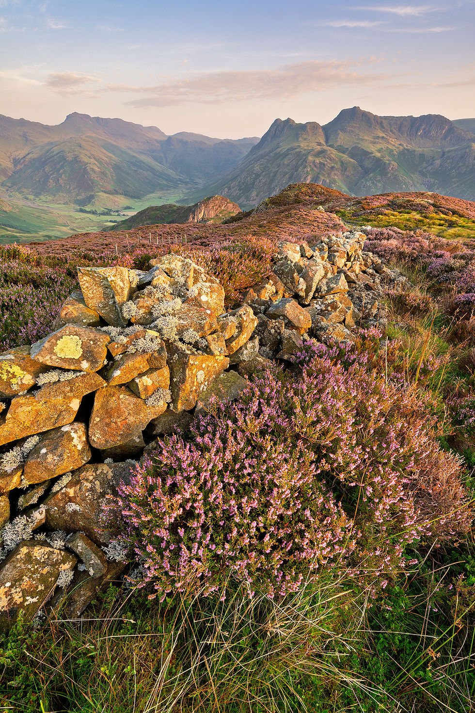 a beautiful summer morning looking towards the iconic Langdale Pikes over a heather-filled Lingmoor Fell in The Lake District