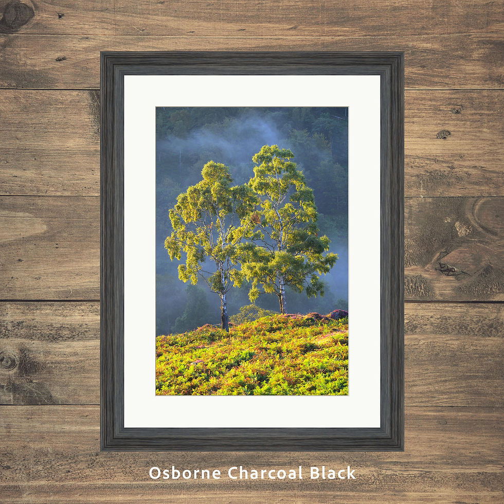 Thumbnail: Framed photography prints of two picturesque birch trees on a summer morning on Holme Fell, Lake District, UK.