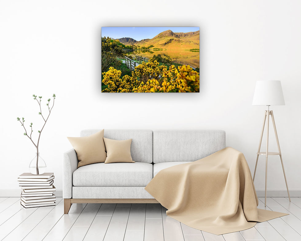 Thumbnail: Photography canvas prints of a fragrant Gorse bush on a calm spring morning at Buttermere, Lake District, UK.