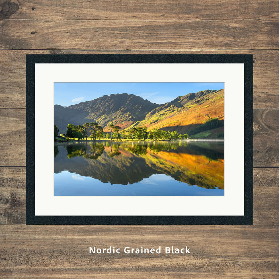 Thumbnail: Framed photography prints of the Buttermere pines & Char cottage on an autumn morning with Haystacks. Lake District, UK.