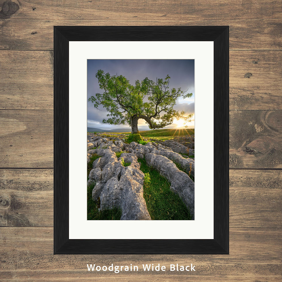 Thumbnail: Framed photography prints of a lone ash tree with golden morning sunlight in the scenic Yorkshire Dales countryside, UK.
