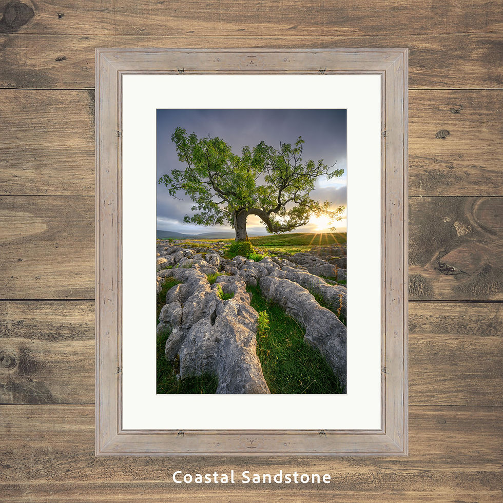 Thumbnail: Framed photography prints of a lone ash tree with golden morning sunlight in the scenic Yorkshire Dales countryside, UK.