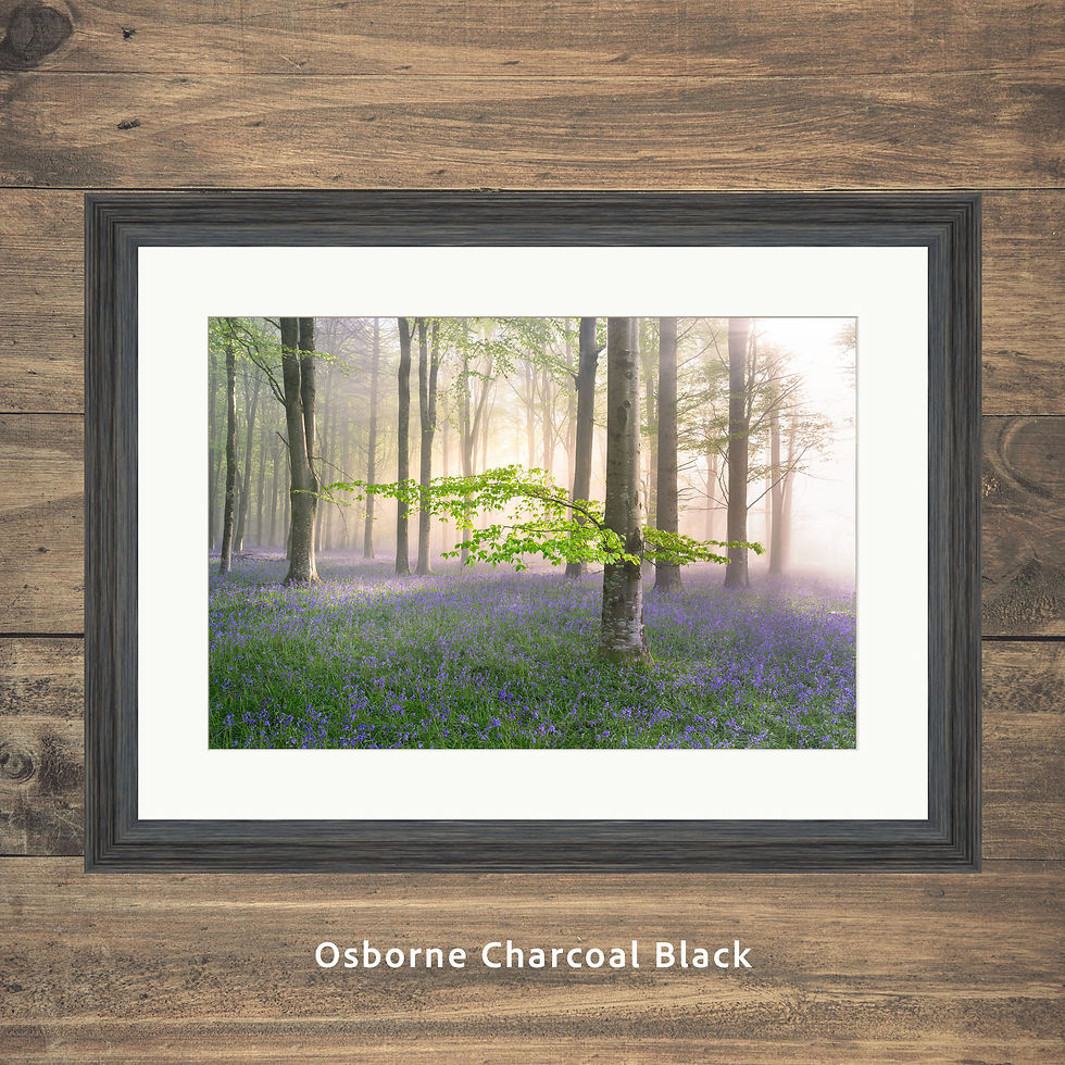 Thumbnail: Framed photography prints of tall beech trees in a misty Dorset woodland, surrounded by Bluebells on a spring morning.