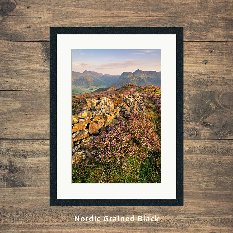 Thumbnail: Drystone wall with vibrant pink heather on a summer morning at Lingmoor Fell with views of The Langdale Pikes, Lake District.