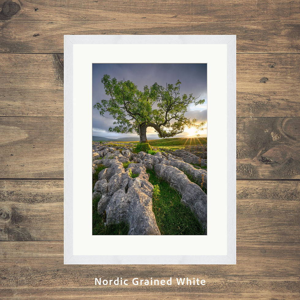 Thumbnail: Framed photography prints of a lone ash tree with golden morning sunlight in the scenic Yorkshire Dales countryside, UK.