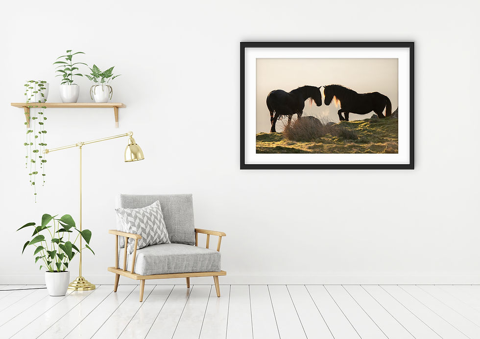 Thumbnail: Companions - Fell Ponies, Lake District, UK.