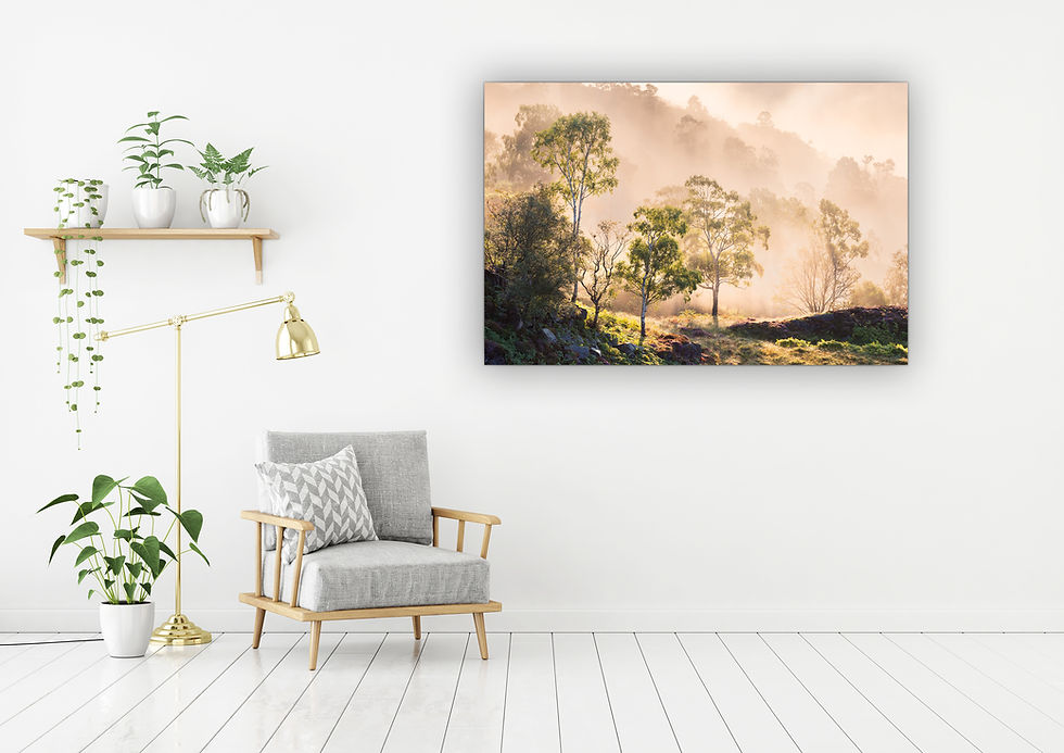 Thumbnail: Canvas prints of a group of Birch trees up Holme Fell in the mist. Taken on a Summer morning in The Lake District, UK.