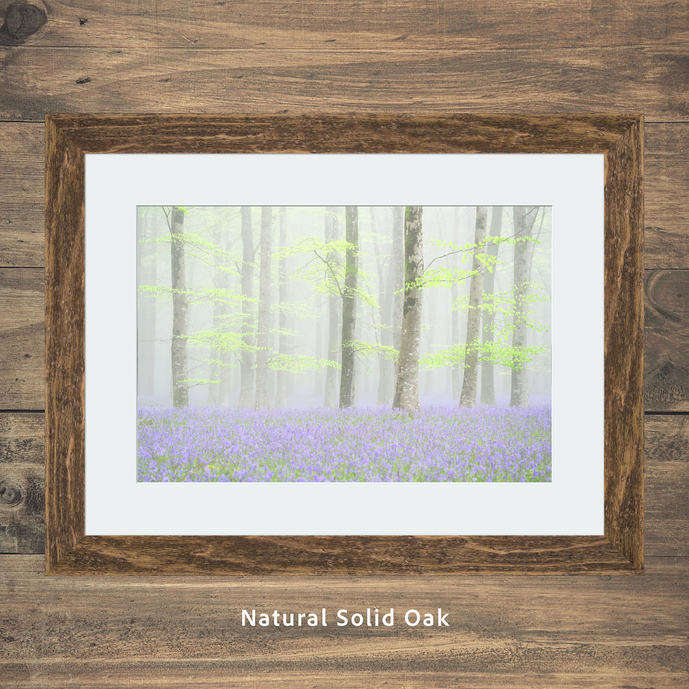 Thumbnail: Framed photography prints of a peaceful misty morning in a Dorset bluebell forest with tall beech trees.