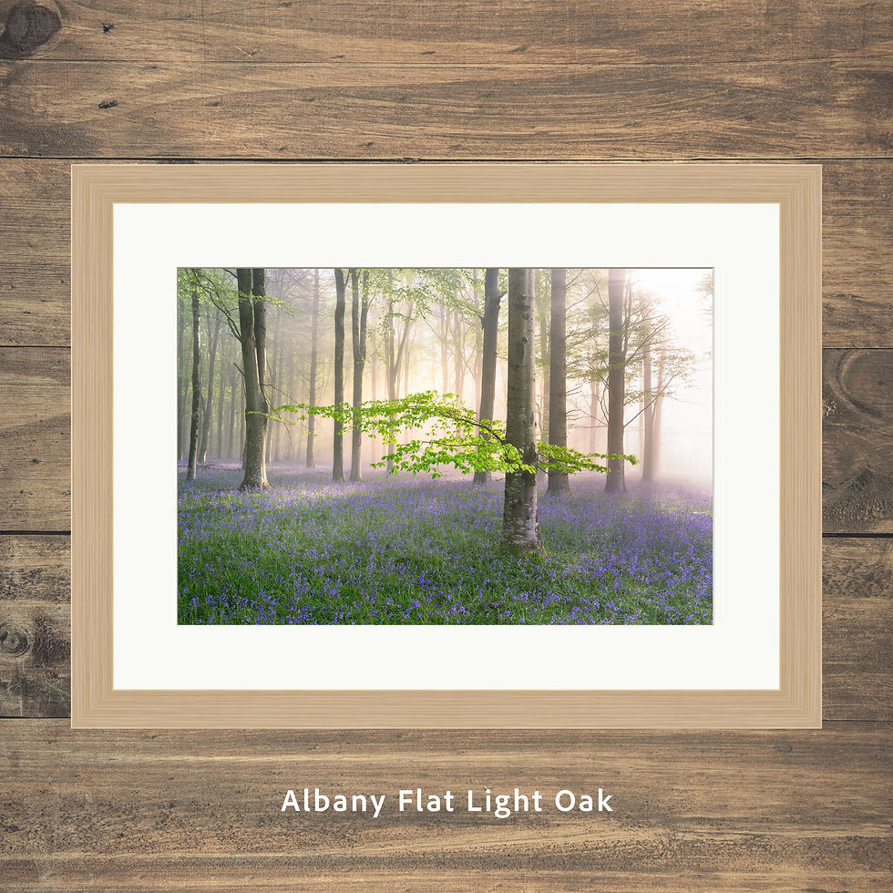 Thumbnail: Framed photography prints of tall beech trees in a misty Dorset woodland, surrounded by Bluebells on a spring morning.