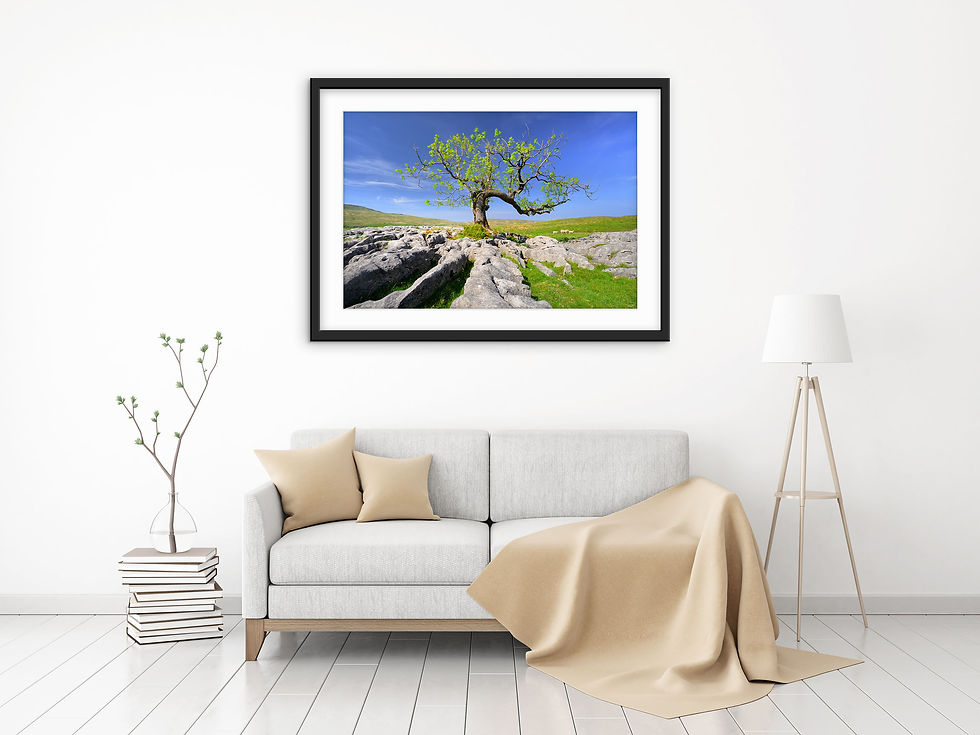 Thumbnail: Vibrant green colours of leaves on a lone windswept ash tree on a pleasant spring afternoon in the Yorkshire Dales, UK.
