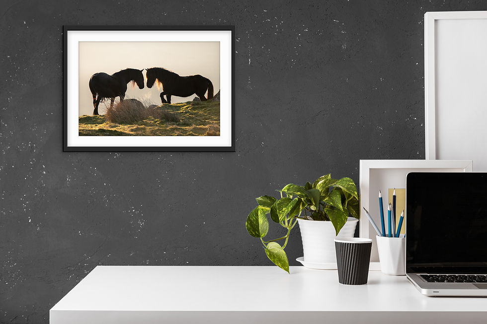 Thumbnail: Companions - Fell Ponies, Lake District, UK.