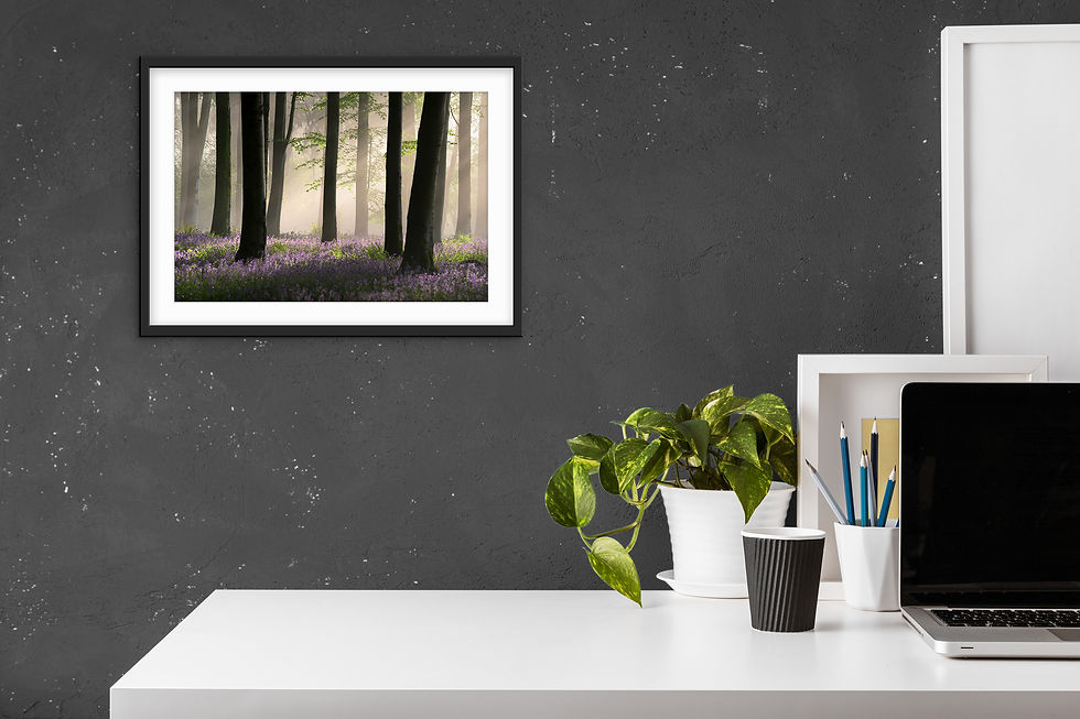 Thumbnail: Photography prints of a magical misty morning in a Dorset bluebell wood.