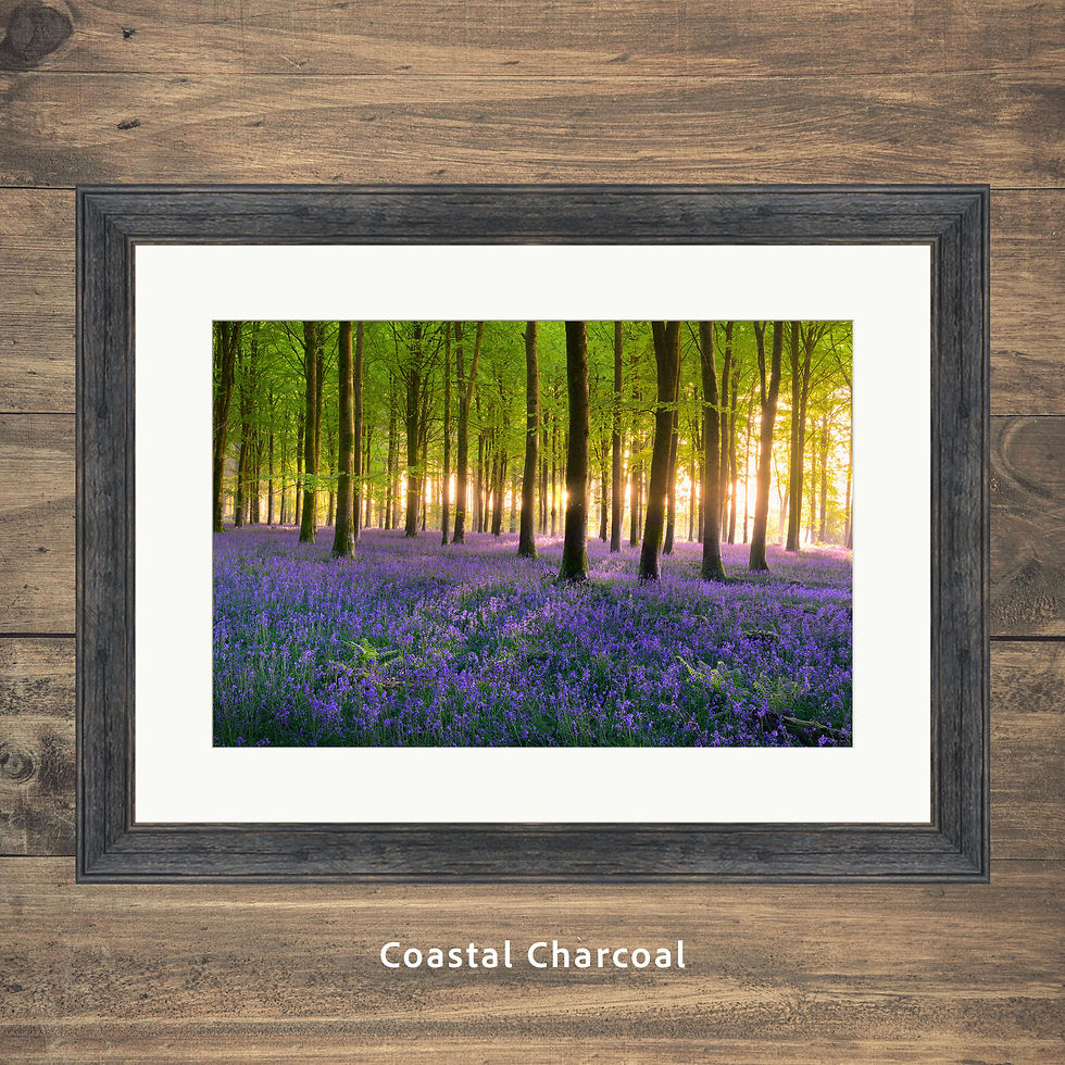 Thumbnail: Framed photography prints of vibrant carpets of bluebells in a Dorset forest on a beautiful spring morning.