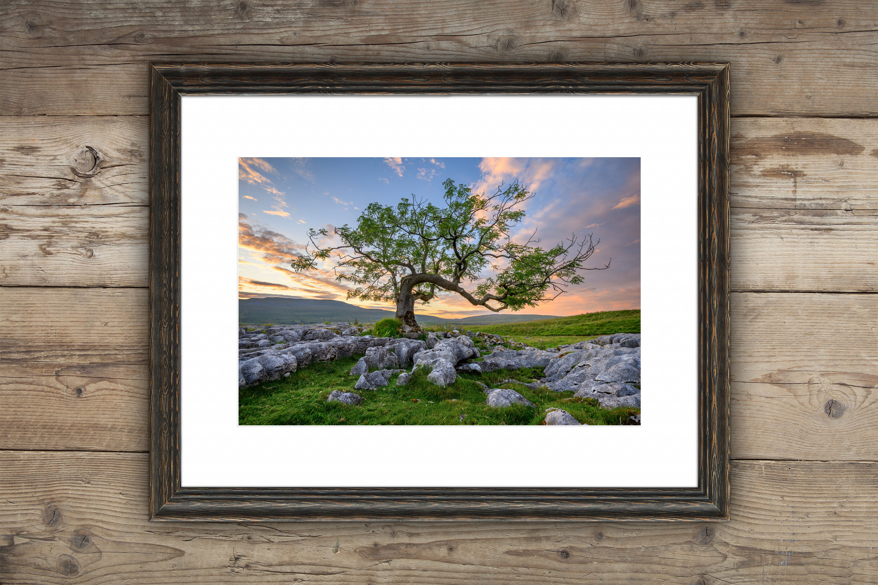 Framed photography prints of a windswept lone ash tree on a summer evening in The Yorkshire Dales, UK.