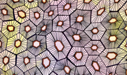floral fossi
