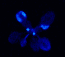 FLuc in arabidopsis.gif