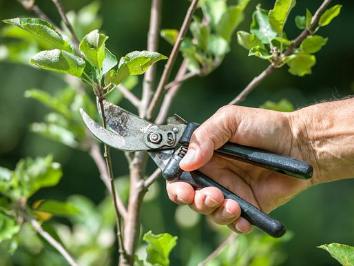 What are the Benefits of Tree Trimming?