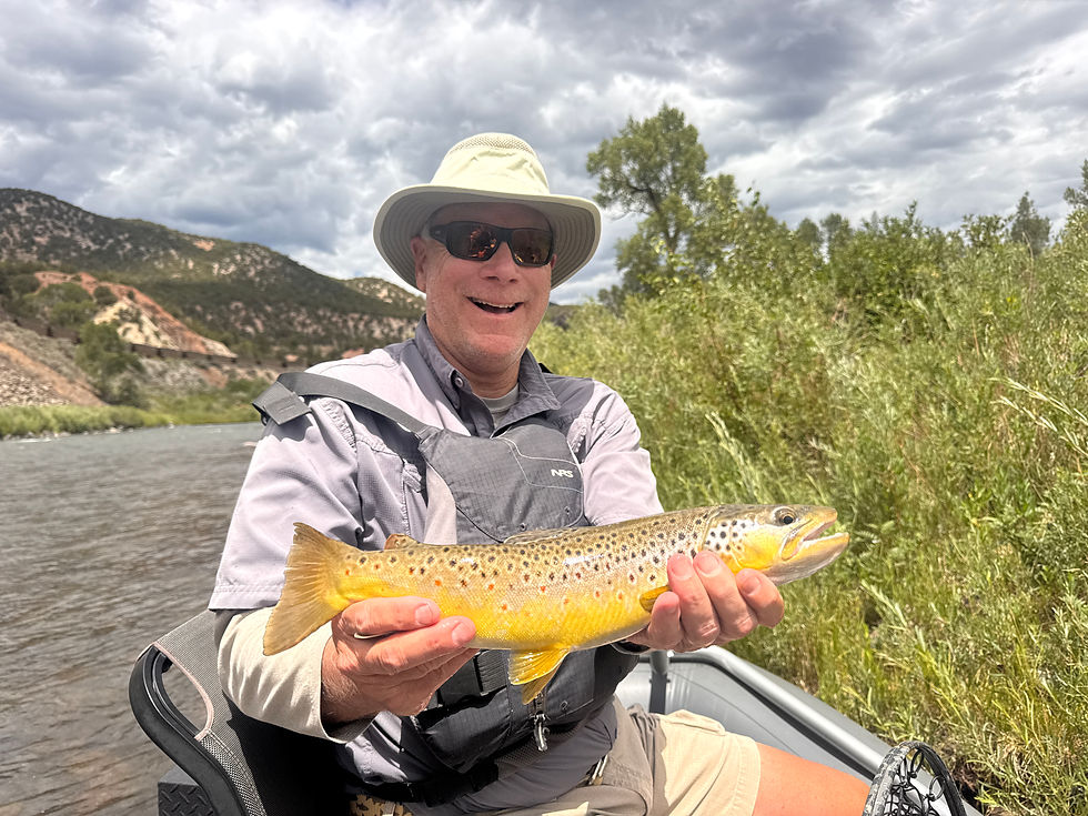 This beautiful upper Colorado River brown trout, fell for a “Philly Cheese Cranefly” fished under a hopper.