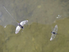 August Hatch Guide: Everything You Need to Know About Colorado’s Hatches in August