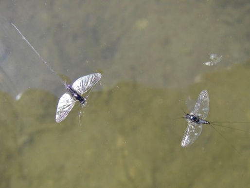 August Hatch Guide: Everything You Need to Know About Colorado’s Hatches in August