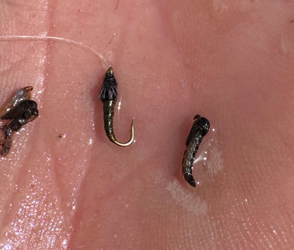 Hilbert’s “Day Saver Midge” is an excellent midge pupa imitation