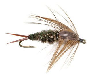 Twenty incher stonefly nymph
