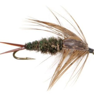 Twenty incher stonefly nymph