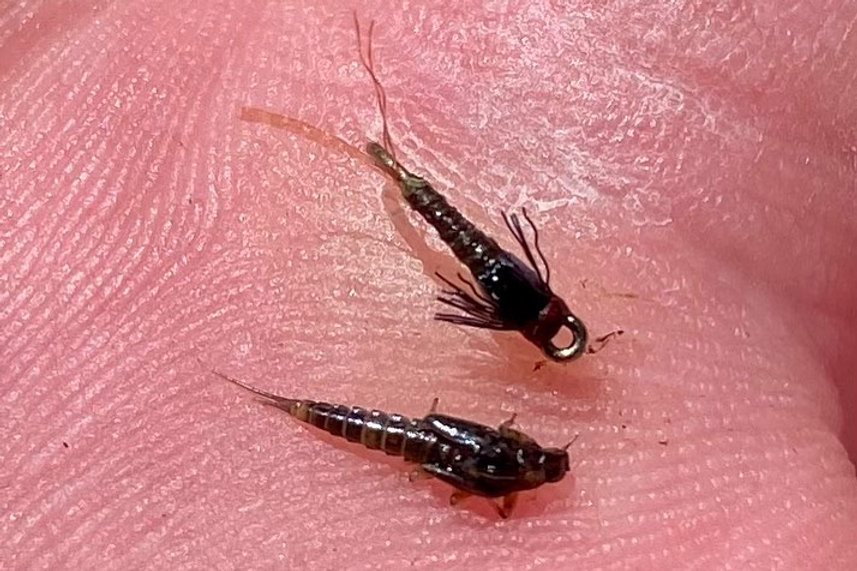 Hatching Insects April April Hatch Guide – Everything You Need to Know About Colorado’s ...