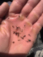 A recent throat sample from an April guide trip shows a variety of food items. Although there are a couple bwo nymphs, midge pups and midge larvae are the main focus for this trout.