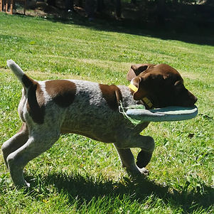 puppy.jpg