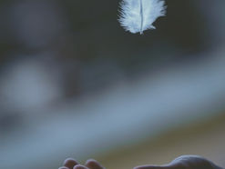 A white feather falling on an open hand