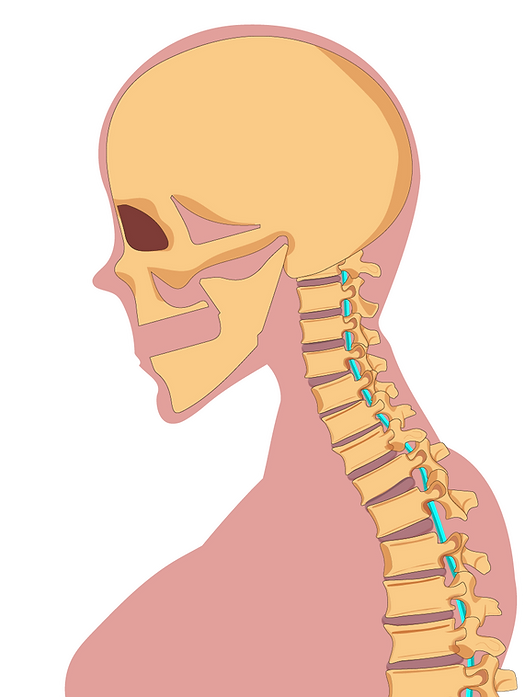PNS MUSCULO-06.png
