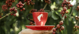 sustainable coffee supplier for hotels