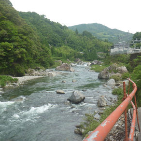 監視員より釣果報告(鮎)6/19