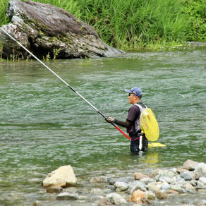 監視員より釣果報告(鮎)6/30