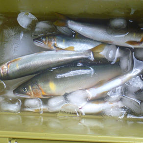 監視員より釣果報告(鮎)8/9