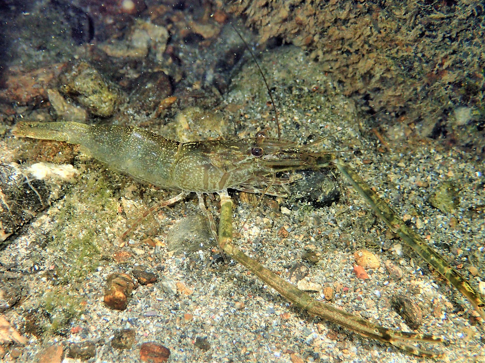 ミナミテナガエビ