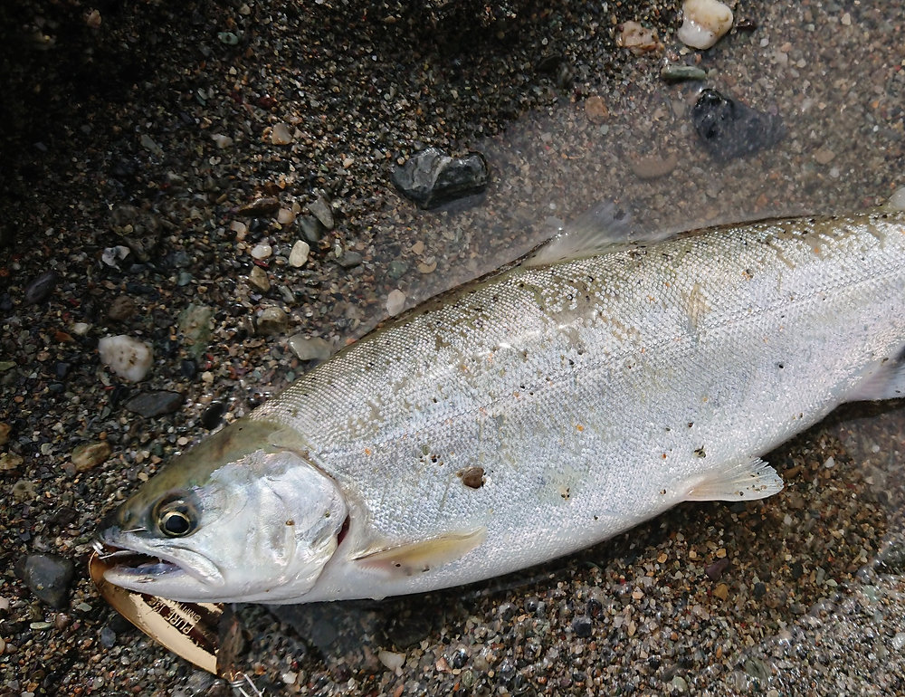 釣果報告(あまご）