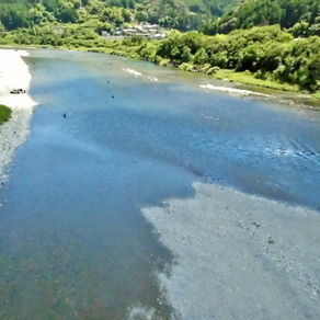 監視員より釣果報告(鮎)