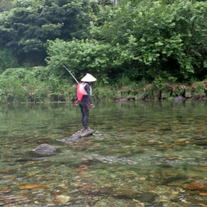 監視員より釣果報告（鮎）8/5