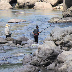 監視員より釣果報告(鮎)