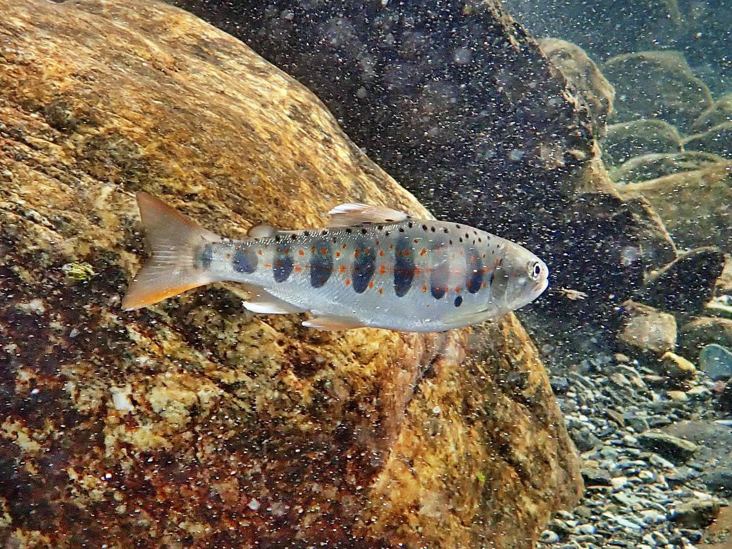 アマゴ画像 – アマゴ釣り竿 – LUSAB