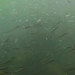 鮎遡上最新情報