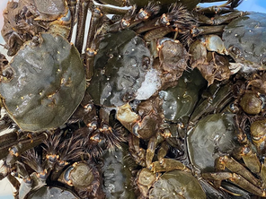 R07もくずがに標識販売開始