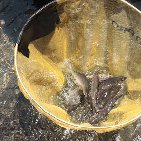 監視員より釣果報告(鮎)7/20