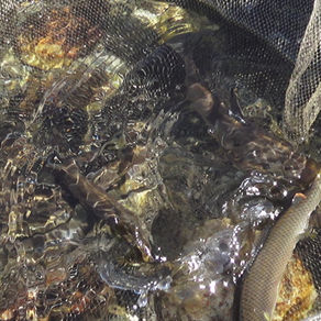 監視員より釣果報告(鮎)