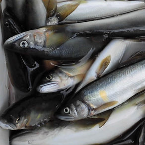 監視員より釣果報告(鮎)